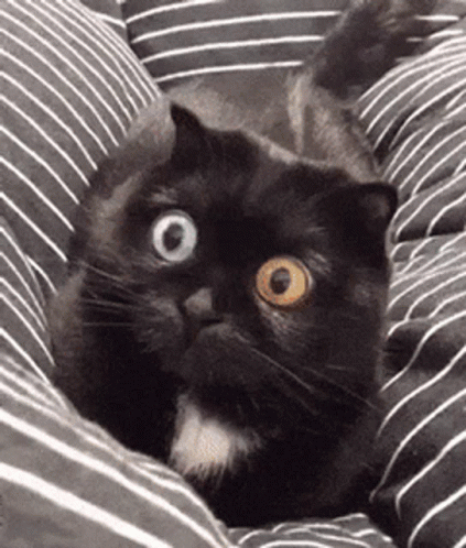 Stoned Black Cat Big Eyes GIF