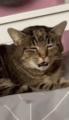 Stoner Cat High GIF