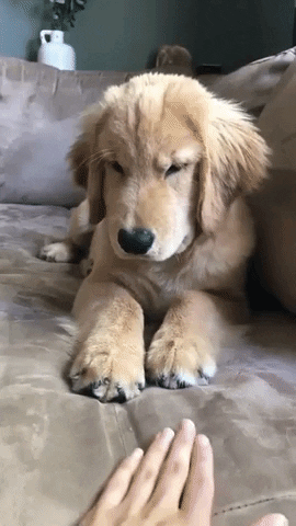 Stop It Dog Bite GIF