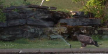 Stop It Water Eagle GIF