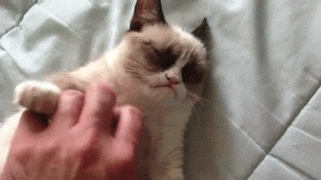 Stop Petting Screaming Cat Meme GIF