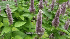 Stop Pooping Bea In The Garden GIF