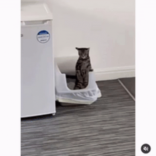 Stop Pooping Standing Cat GIF