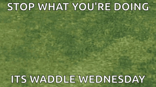 Stop What You 'Re Doing It 'S Waddle Wednesday Written On A Picture Of Kirby GIF
