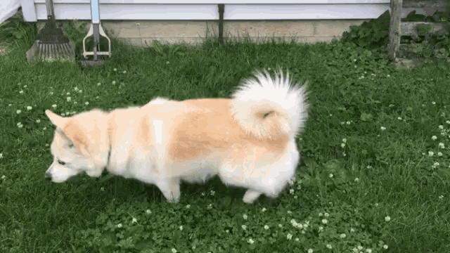 Stormy Pomsky Gif GIF