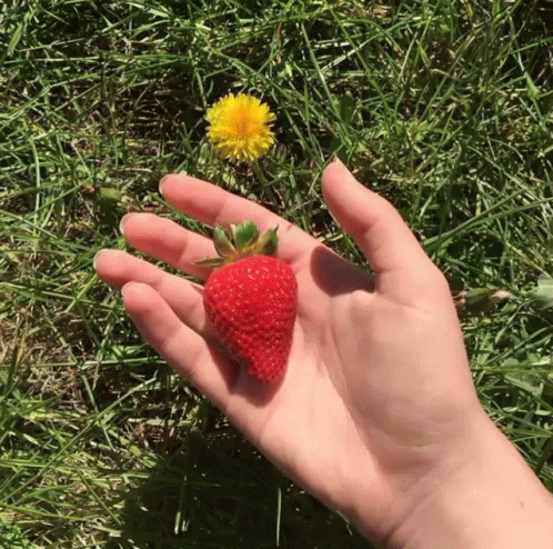 Strawberry Fruit Cute Girl Compilation GIF