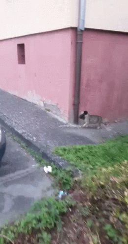 Street Cat Running GIF