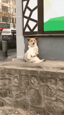 Street Dog Clap GIF