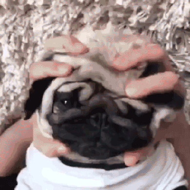Stress Massage Pug Relaxing GIF