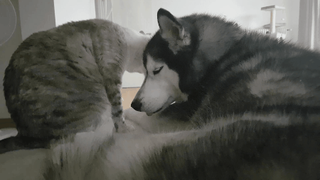 Stressed Dog Cat Cuddle GIF