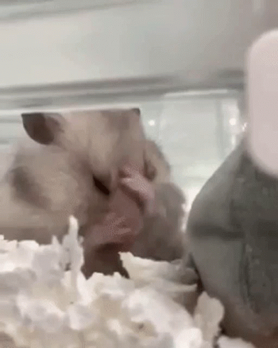 Stressed Out Cute Hamster GIF