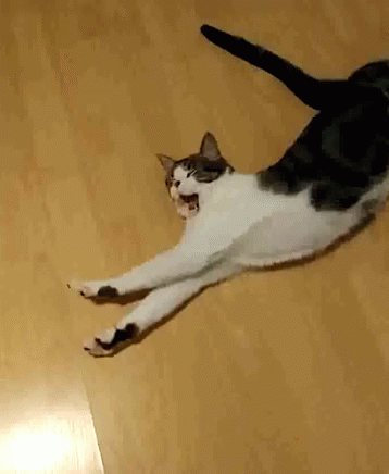 Cute Cat Yawn And Stretch On Floor GIF