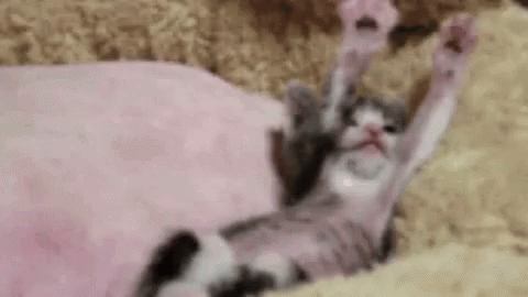 Precious Little Kitten Arm Stretch GIF