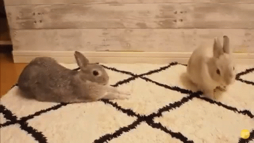 Endearing Bunny Stretch On Floor GIF