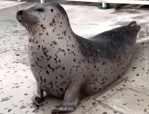 Tiger Seal Body Stretch GIF