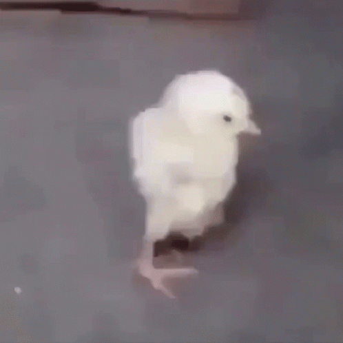 Cute Chick Back Stretch GIF