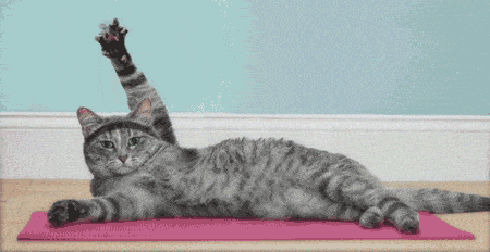 Stretching Cat Leg Up GIF