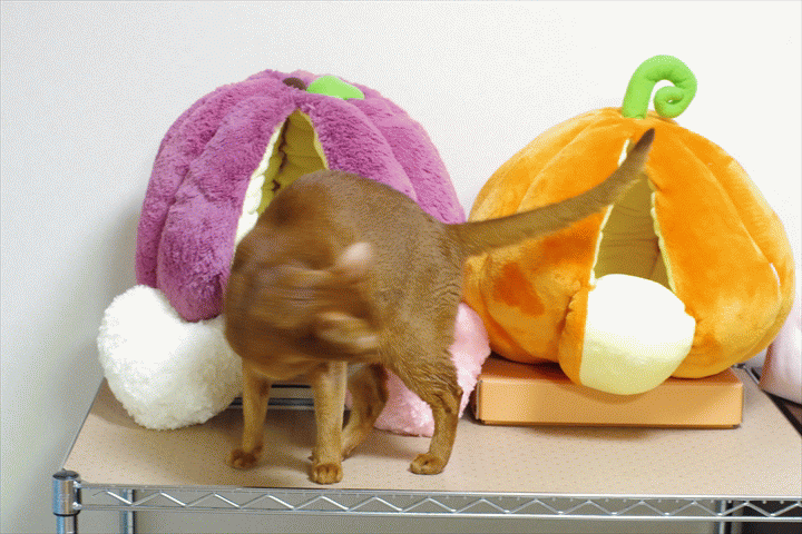 Stretching Cat Woke Up GIF