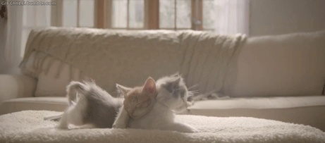 Stretching Cats Cuddle GIF