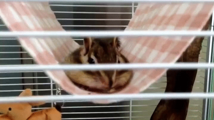 Stretching Chipmunk GIF