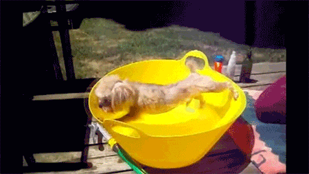 Stretching Dog Deal With It GIF