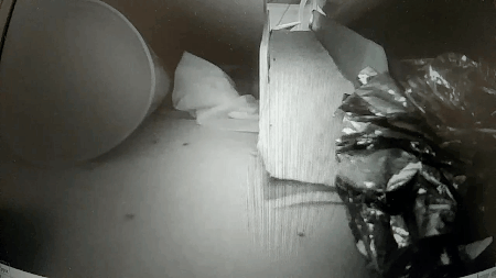 Stretching Hedgehog GIF