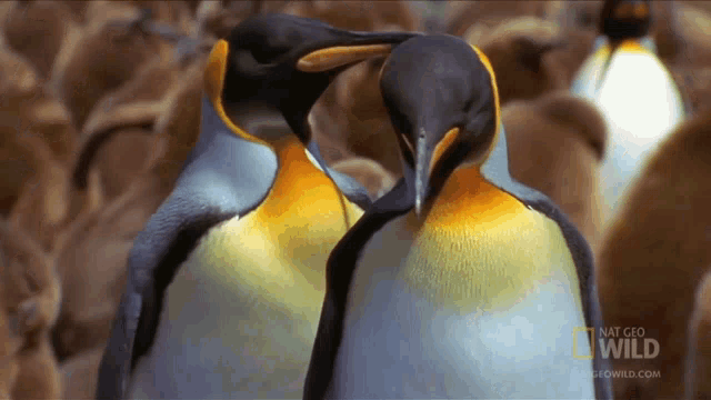 Stretching National Geographic Gif GIF