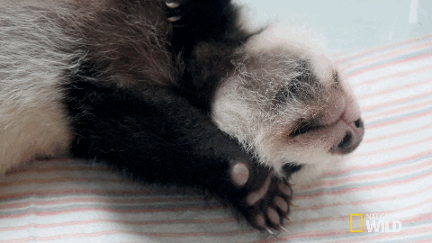 Stretching Panda Nat Geo Wild GIF