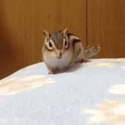 Stretching Siberian Chipmunk GIF