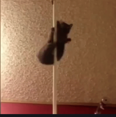 Strip Tease Cat Dancing In Pole GIF