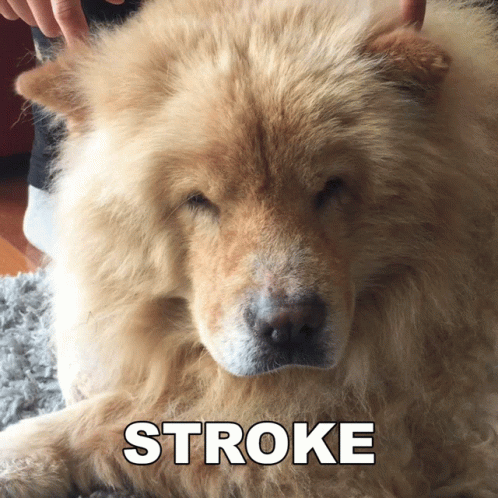 Stroke Dog Twitch Ear Chill GIF