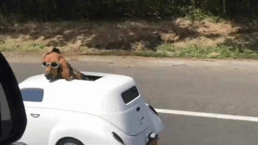 Strolling Dog In Car GIF