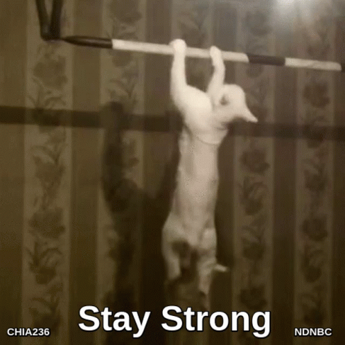 Cat Doing Pull Up Strong Core GIF