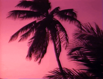 Strong Winds Blowing On Palm Trees GIF