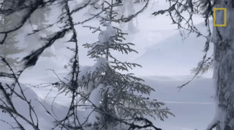 Strong Winds Blowing Snow Storm GIF
