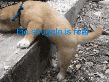 Struggle Real GIF