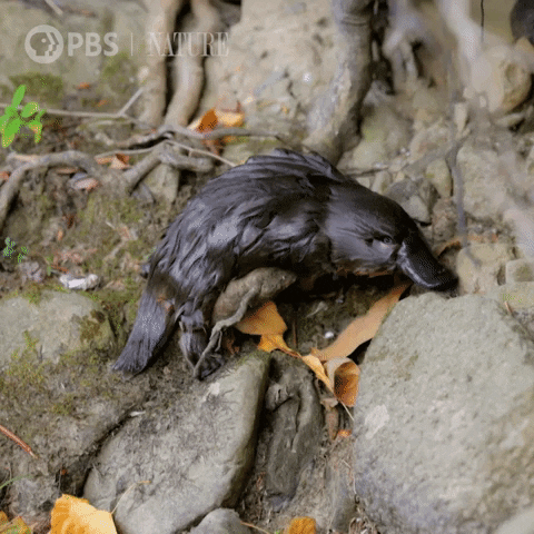 Struggling Baby Platypus GIF
