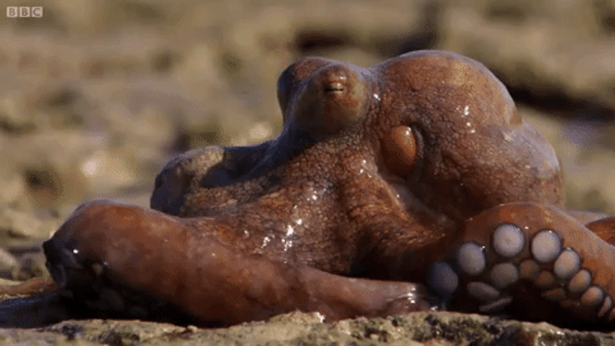 Struggling Octopus On Land GIF