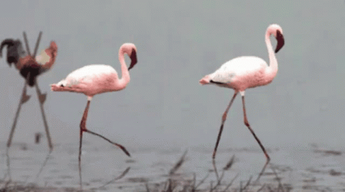 Stuck Flamingo GIF