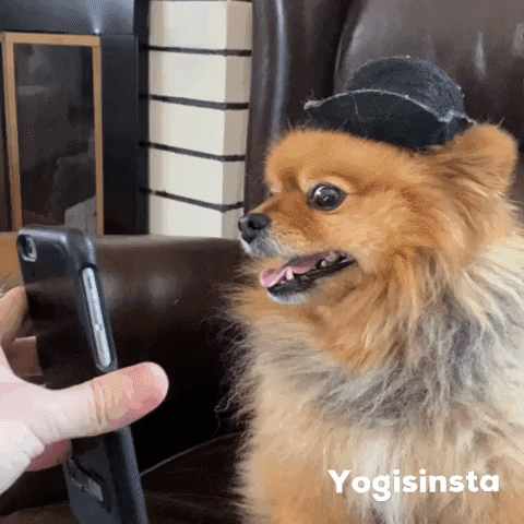 Stud Dog Ready To Mate GIF