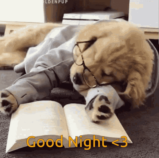Studious Golden Retriever Dobranoc GIF