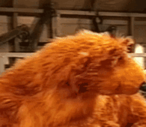 Stuffed Animal Lion Close Up GIF