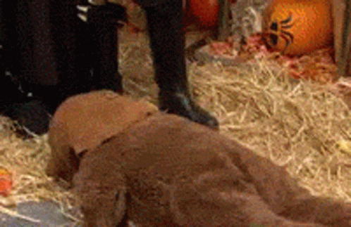 Stuffed Animal Next to Pumpkin and Hay