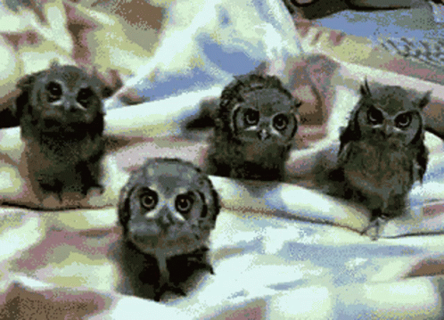 Stuffed Animal Saying I Am So Awesome At This Game GIF
