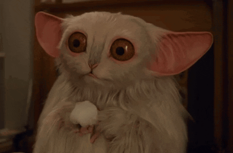 Stuffed Animal Saying Meep Meep