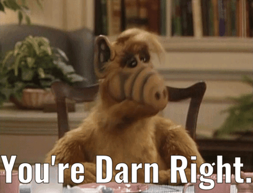 Stuffed Animal Sitting at Table Saying You're Darn Right