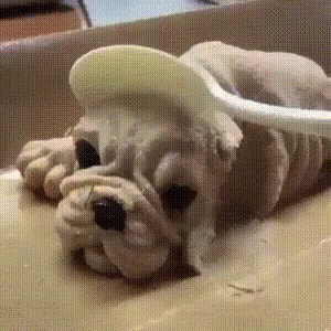 Stuffed Dog Lying with Spoon in Mouth