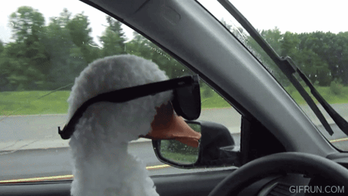 Stuffed Duck Wearing Sunglasses Driving Car