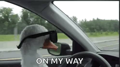 Stuffed Goose Driving Car With Sunglasses GIF