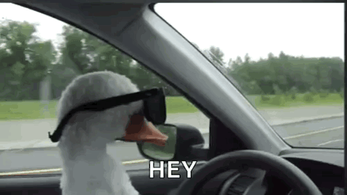 Stuffed Goose with Sunglasses Driving Car Saying Hey